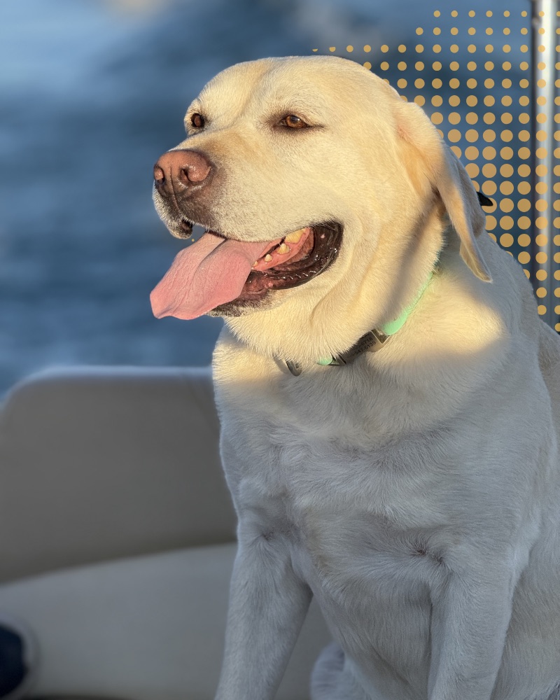 Charlie, Chief Labrador at Roar